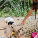 Feira de adoção de animais acontece neste sábado no Uberlândia Shopping