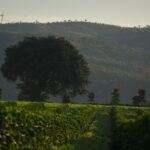 Região do Cerrado Mineiro lança Prêmio Futuro Regenerativo com R$ 40 mil em premiação