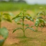 Região do Cerrado Mineiro promove plantio de árvores nativas com crianças em celebração ao Dia do Cerrado